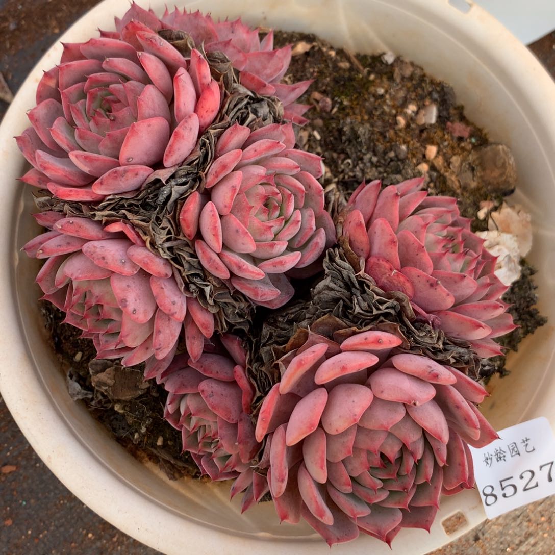 8827杂交多肉老桩