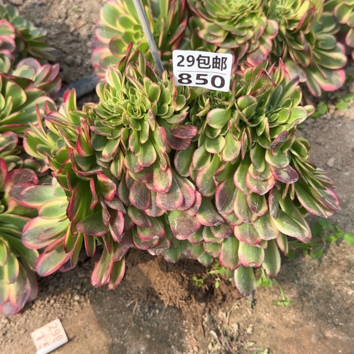 奶白缀……多肉植物……