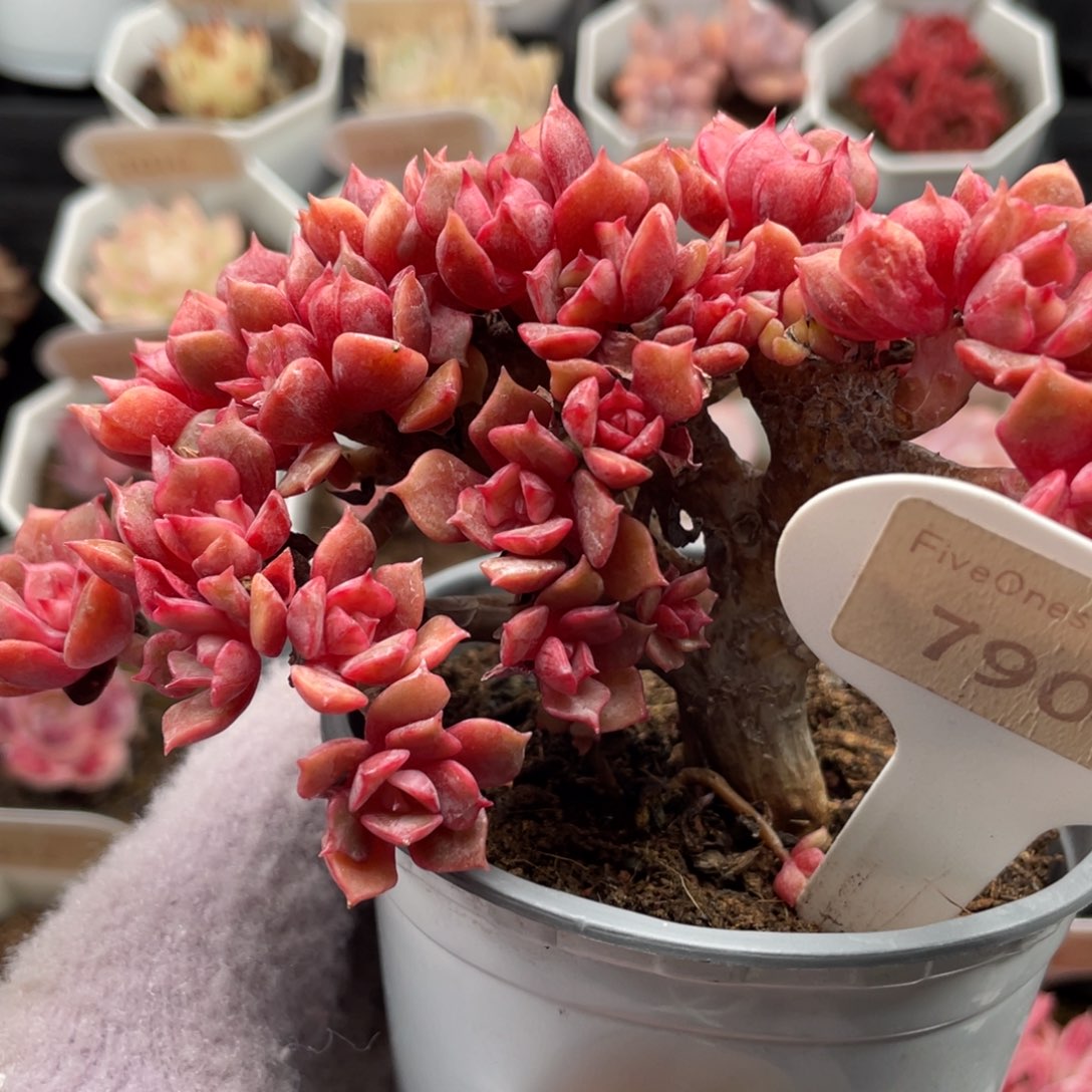 大红袍7907-12.0厘米