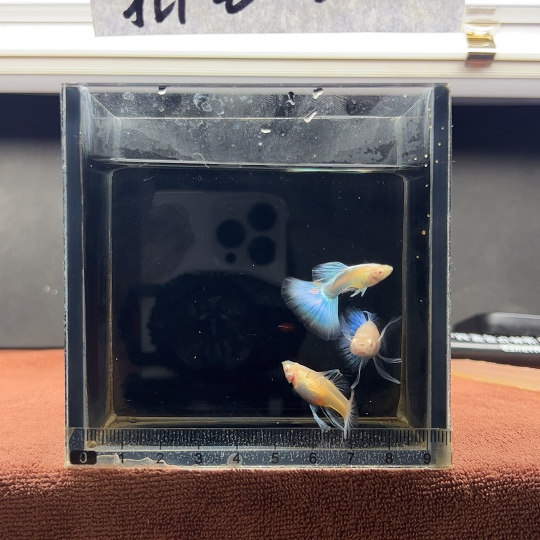 禅***道孔雀鱼加热包运费8.8