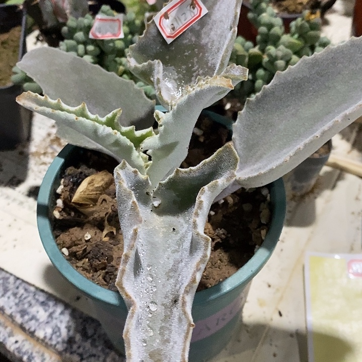 默***金完美主义者勿拍仙女之舞121128