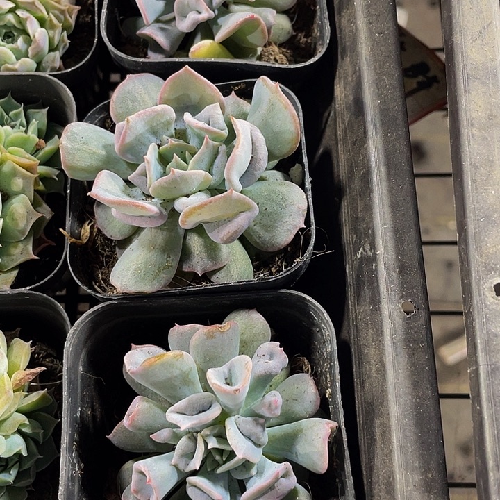 猪鼻子带盆土发货