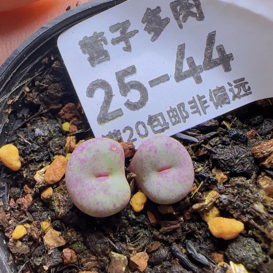 贝特芬小红嘴带盆土发货。    