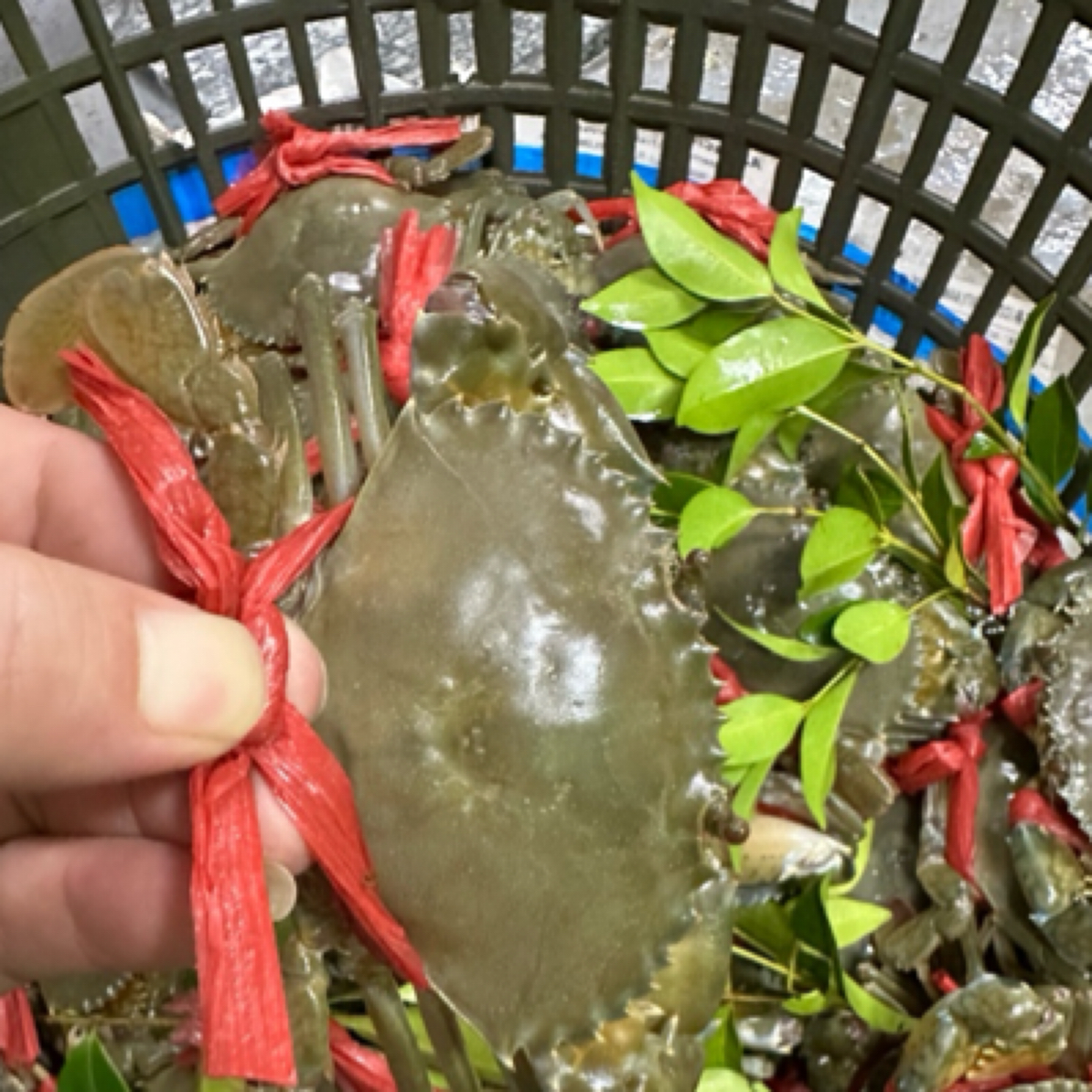 [2-3两/只]东山岛本港红膏蟹包有膏包有黄包活到家