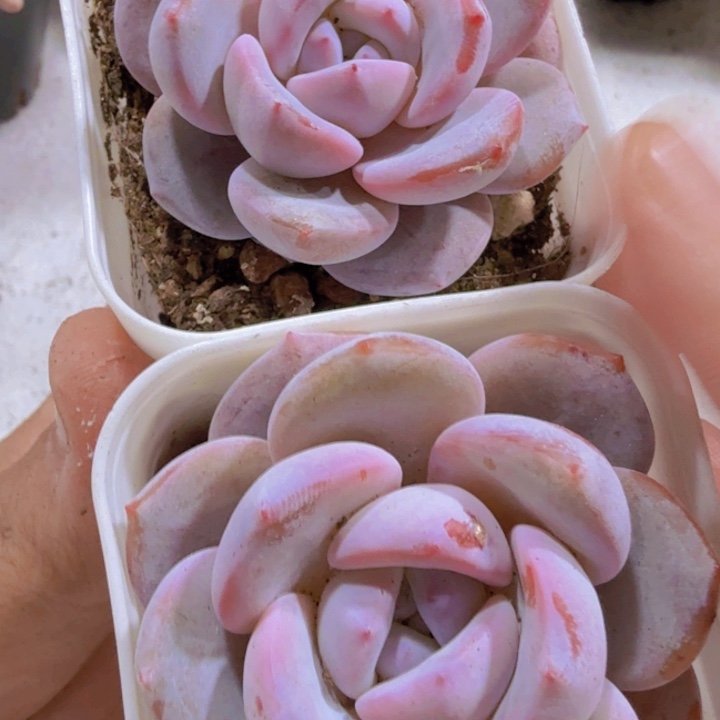 韩版奶茶五厘米盆