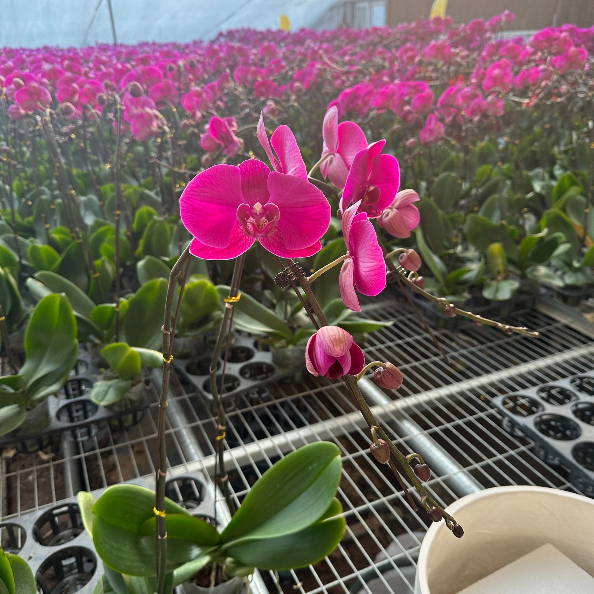 【聚缘溪】超级福利款大辣椒3.5加高加大杯拍两单送发热包