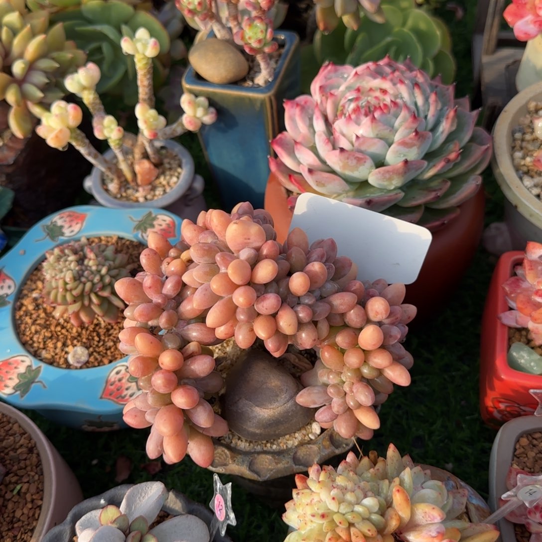 无***马多肉植物汤圆对话哇塞