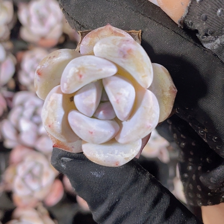 25精品星星梦2颗一组