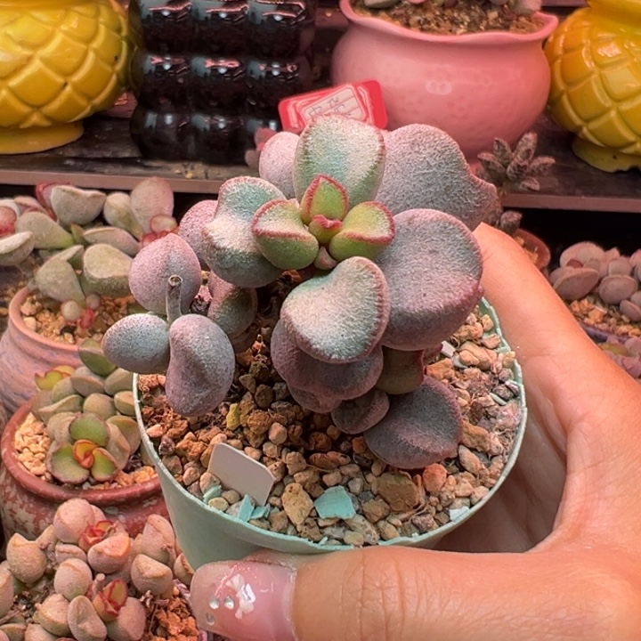 润***儿吉祥如意的大人物们也