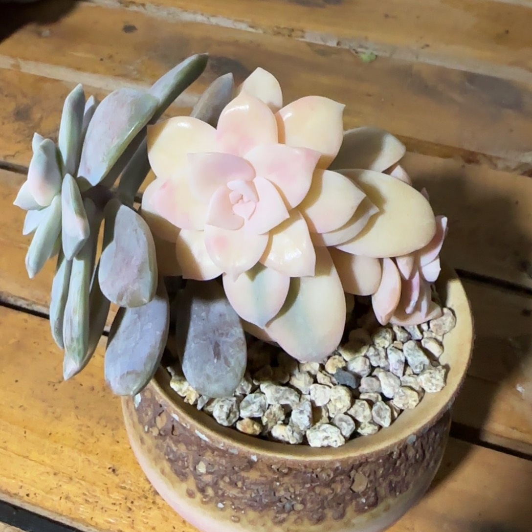 华丽风车锦多肉植物