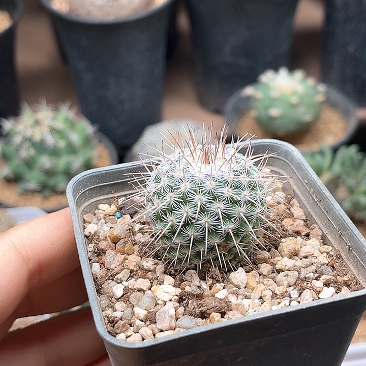 白王丸实生球，底部有掉刺