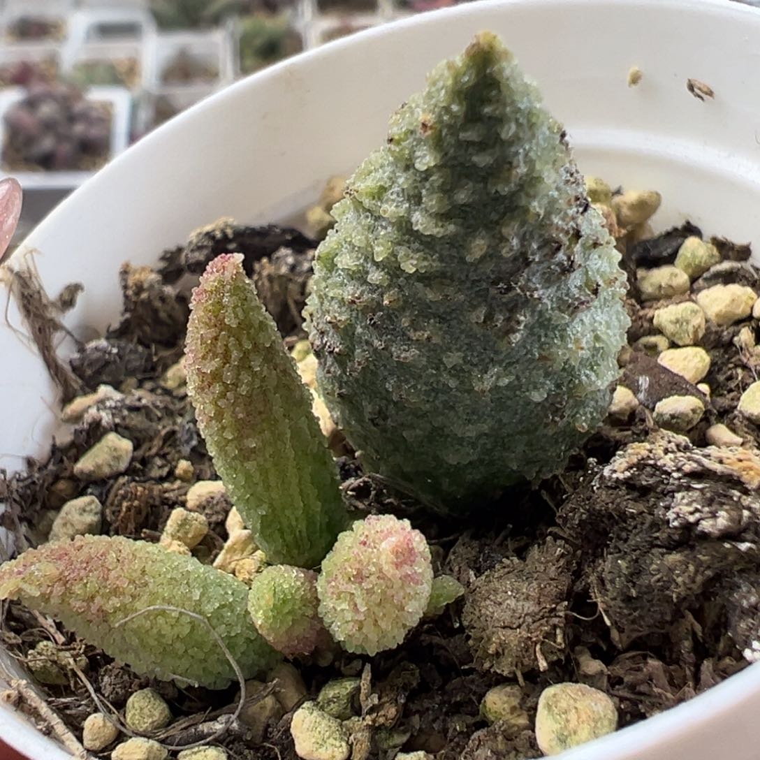 冰晶杂系大苗冰晶感多肉植物