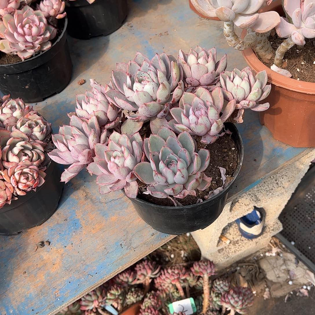 菩*雪赫拉玫瑰多肉植物4