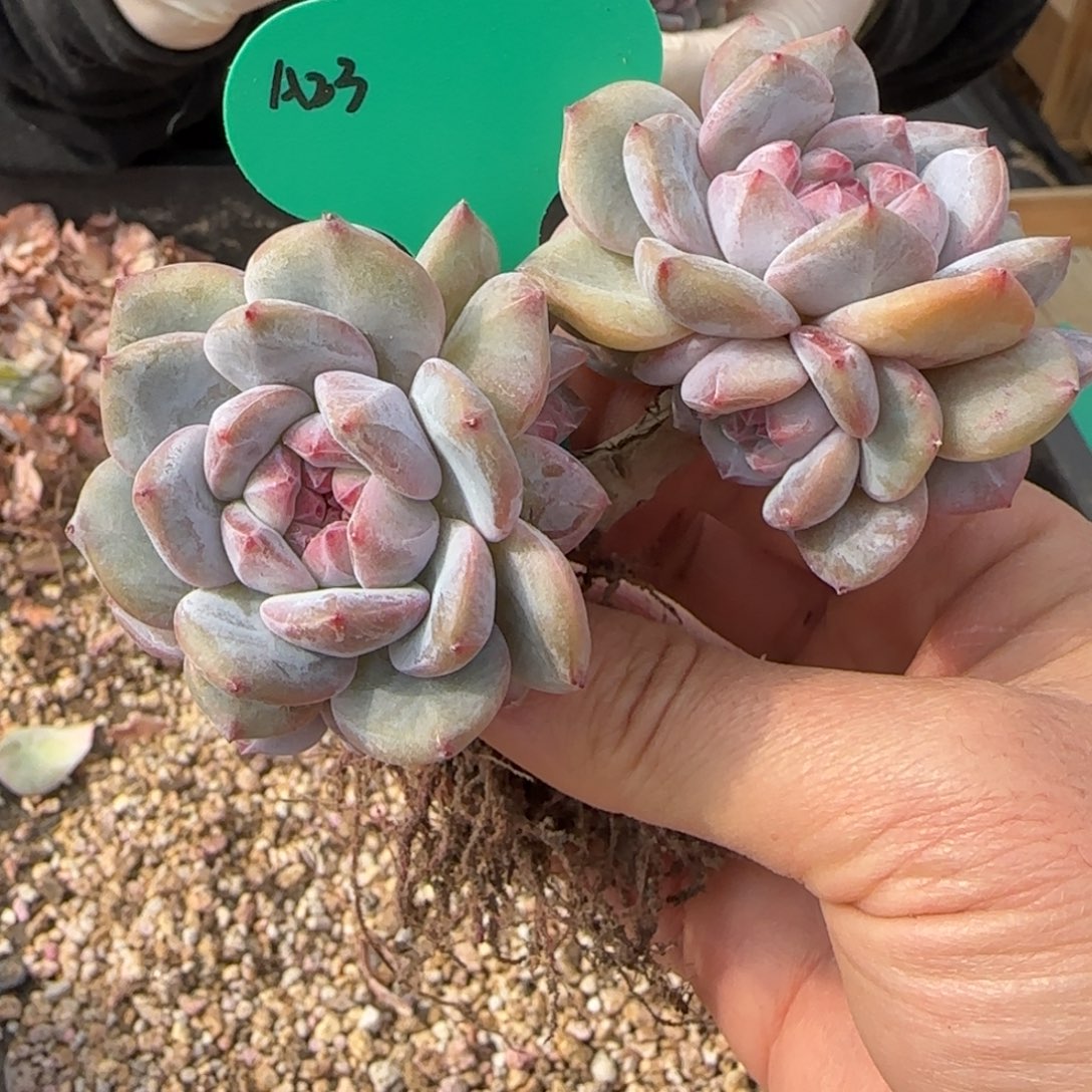 突尼斯发货多肉星影8头无砍