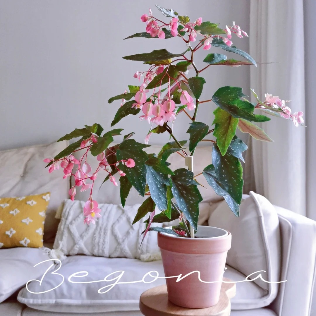 天使之翼竹节秋海棠盆栽室内绿植观花植物四季开花好养