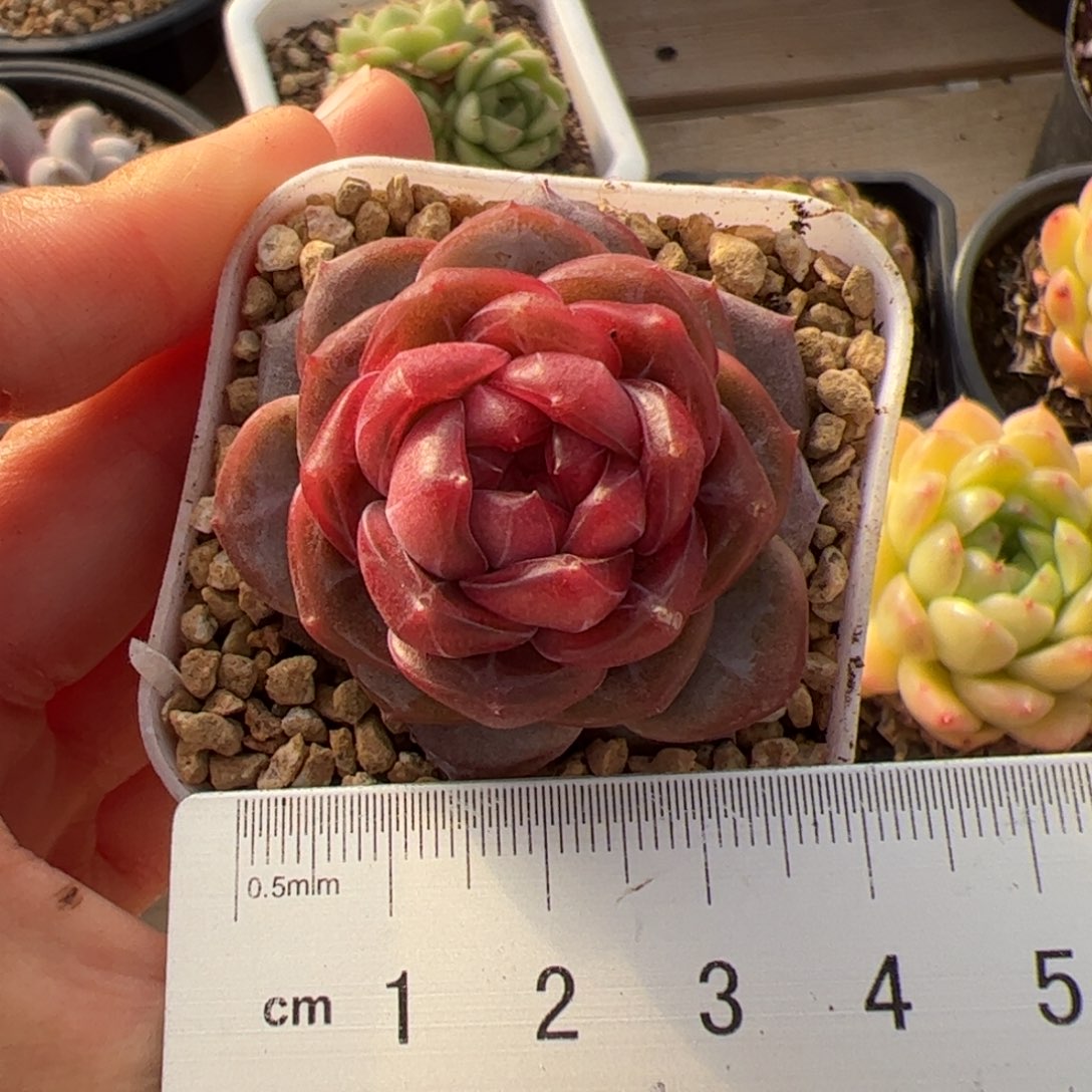 366 满38包邮一物一拍