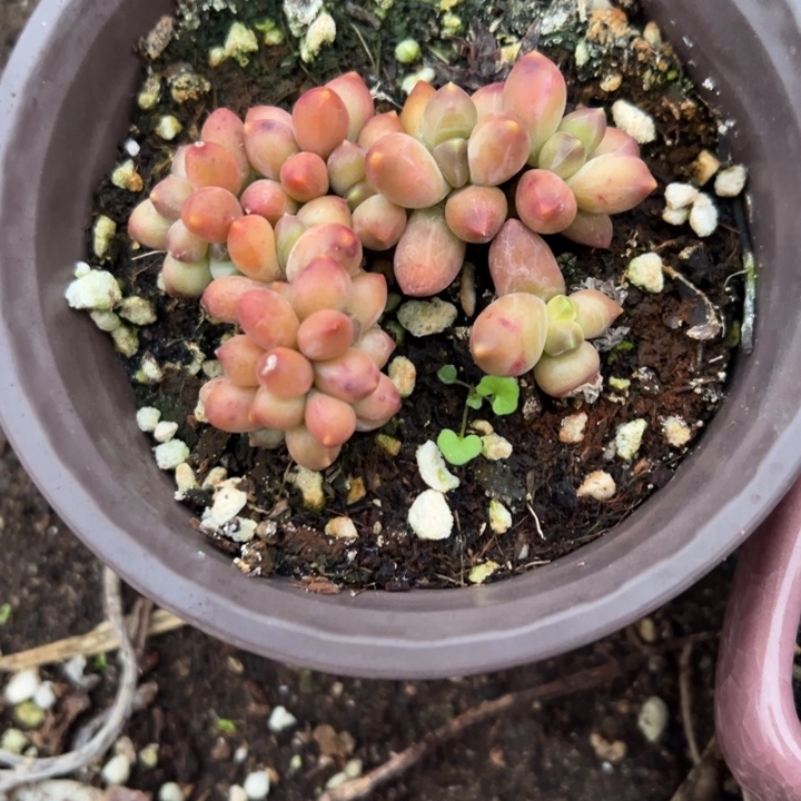 千代田缀多肉植物61