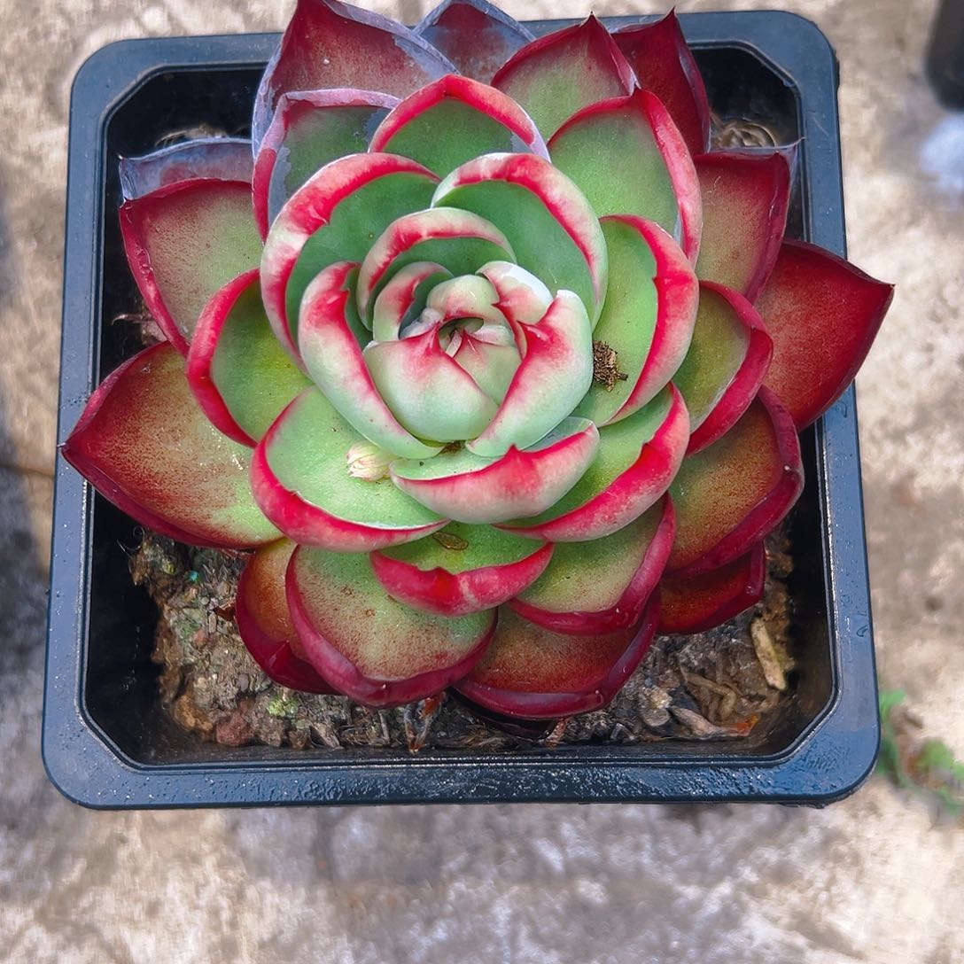 暖***阳惊鸿多肉24689098755444