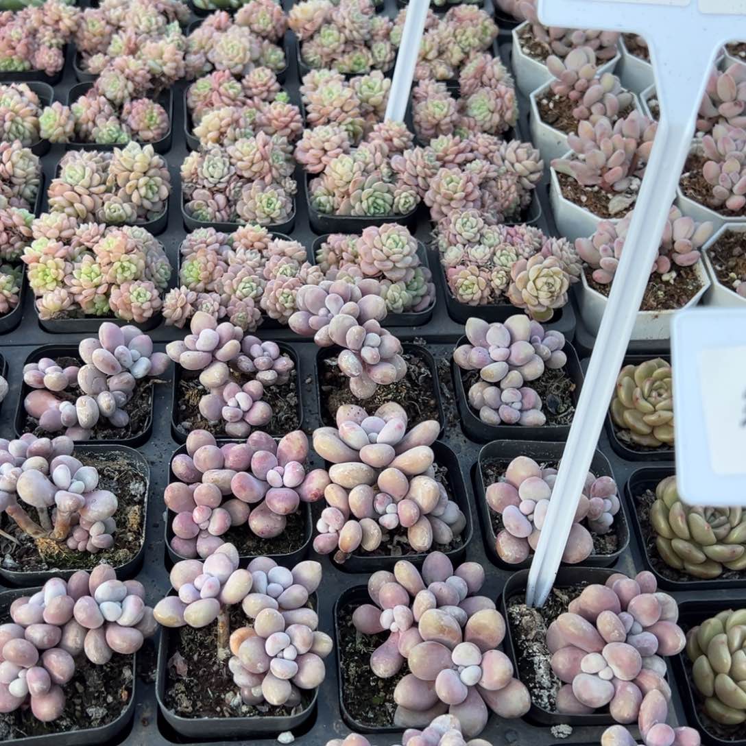 桃蛋3头群一颗量拍多肉满9.9元包邮