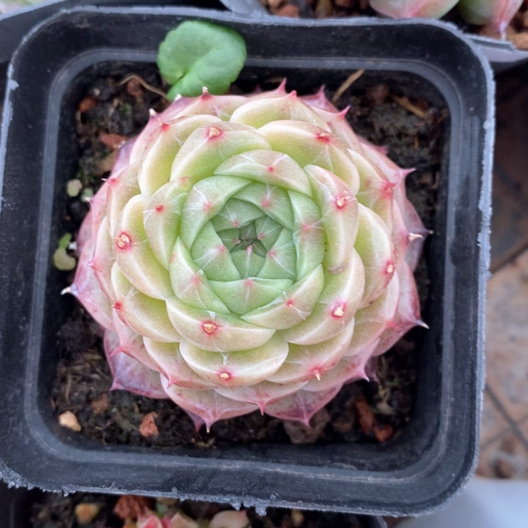 精品多肉一物一拍不包整15