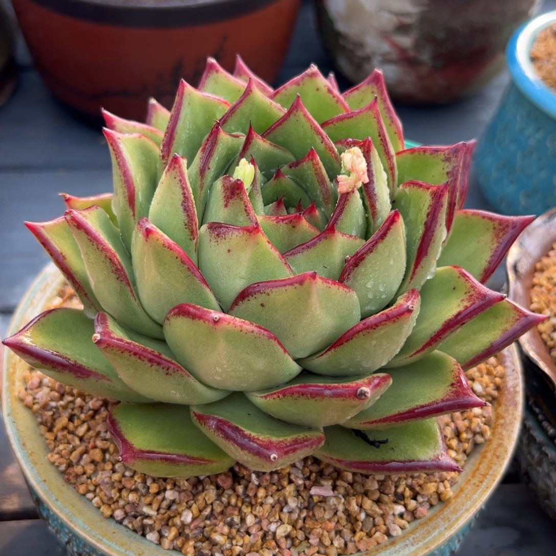 多肉一物一拍0216-49