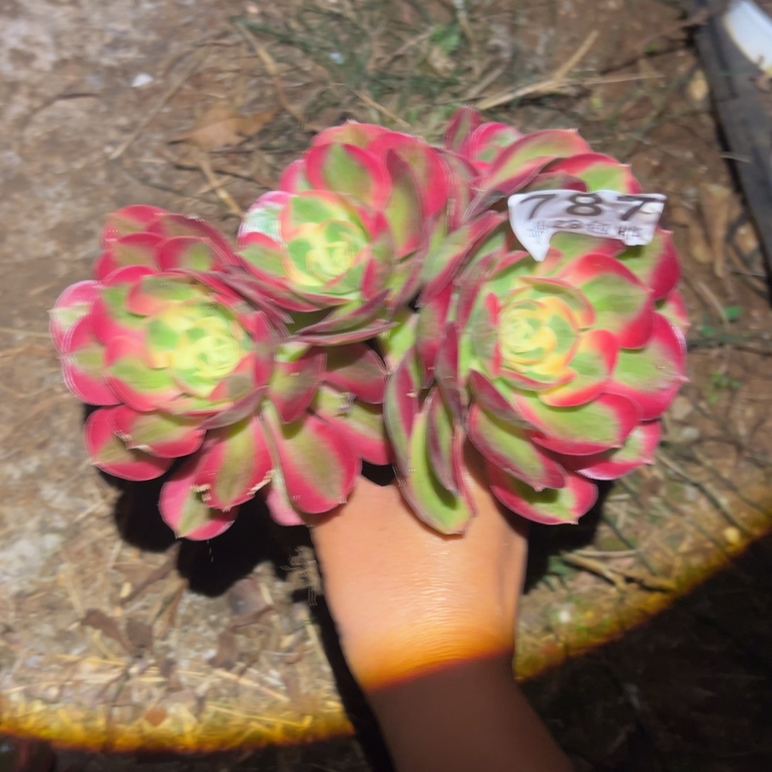 多肉植物的787三颗的种子