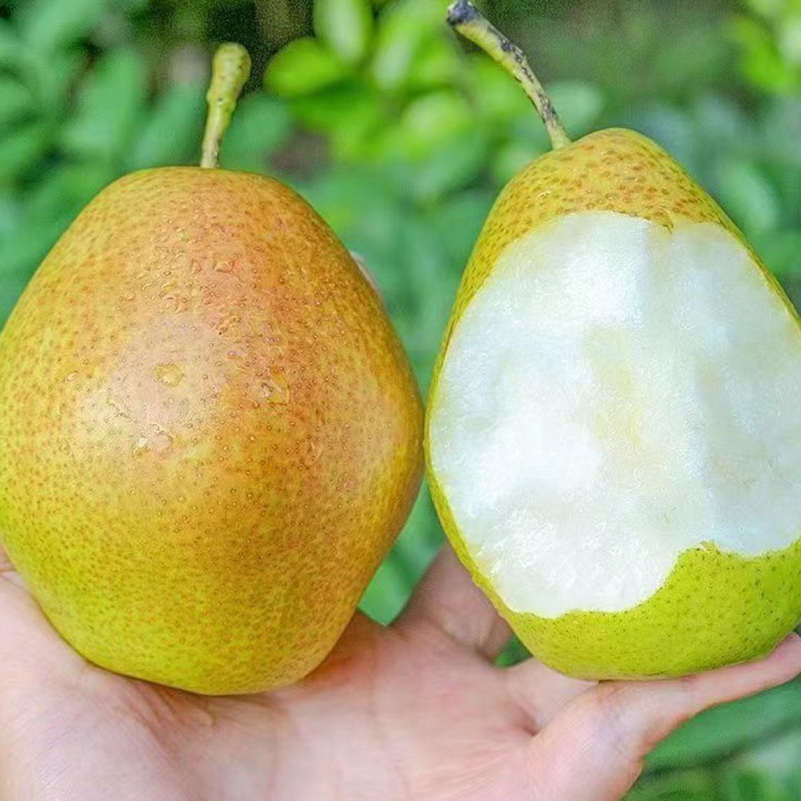 大连爆汁香梨新鲜水果产地直发脆甜爆汁8斤18-24个