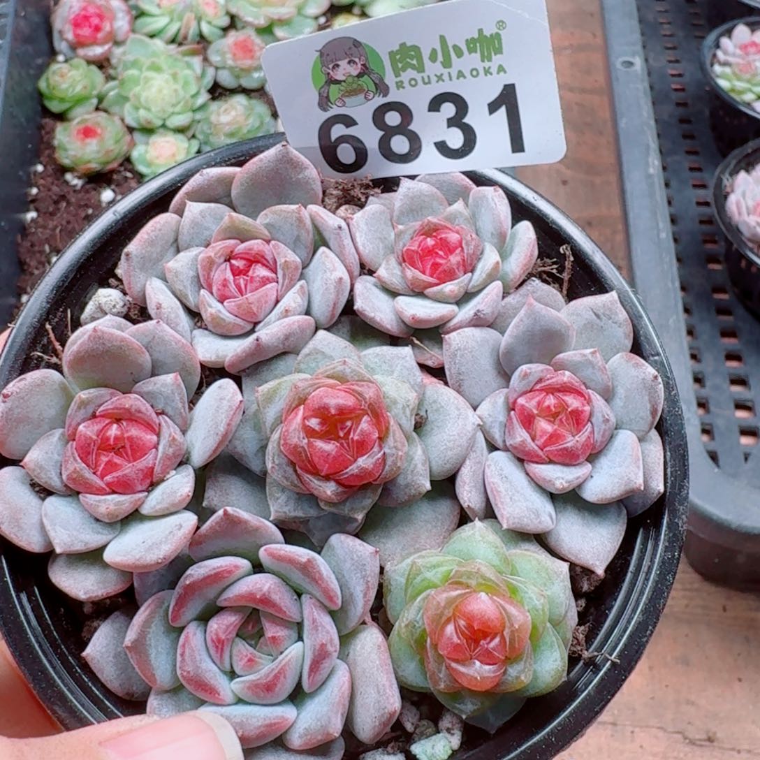 多肉植物多肉植物