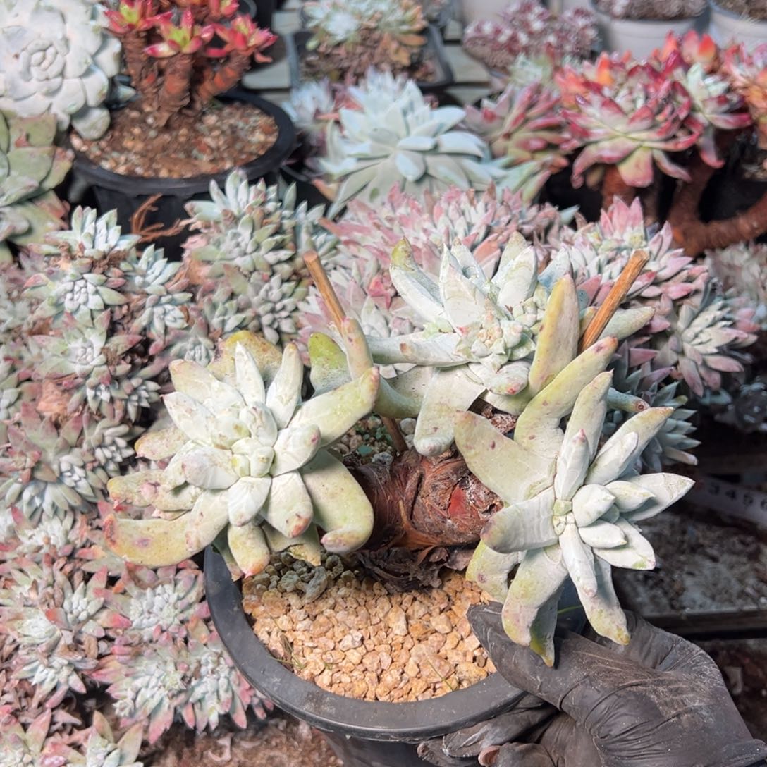 8909哈哈哈哈哈哈哈哈哈