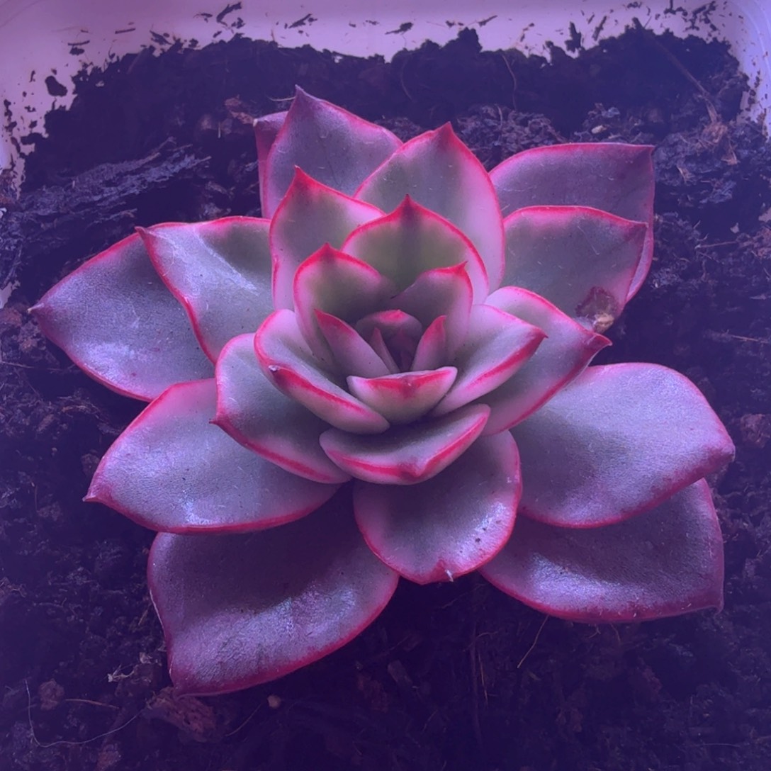 吉赛尔锦 多肉植物