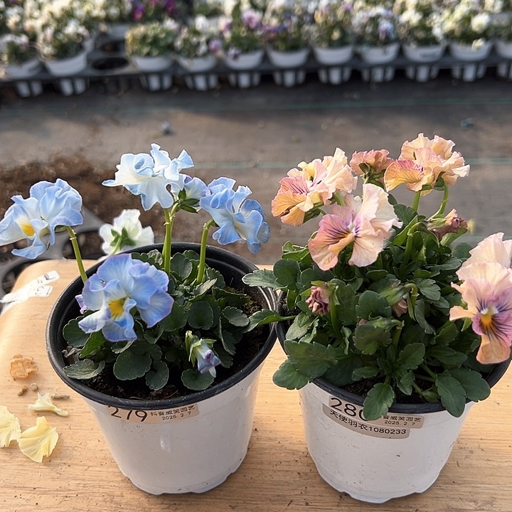 水晶抖音直播闪拍279-280