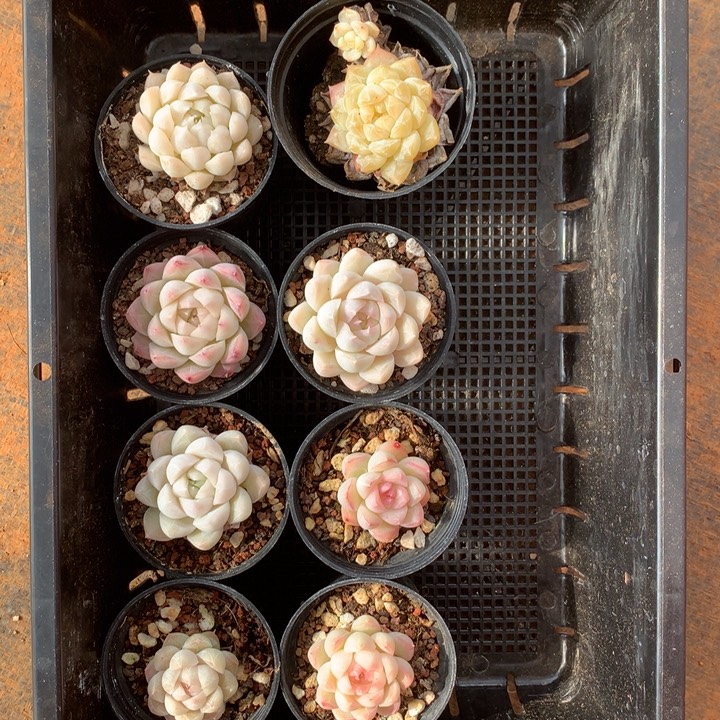 精控多肉一物一拍