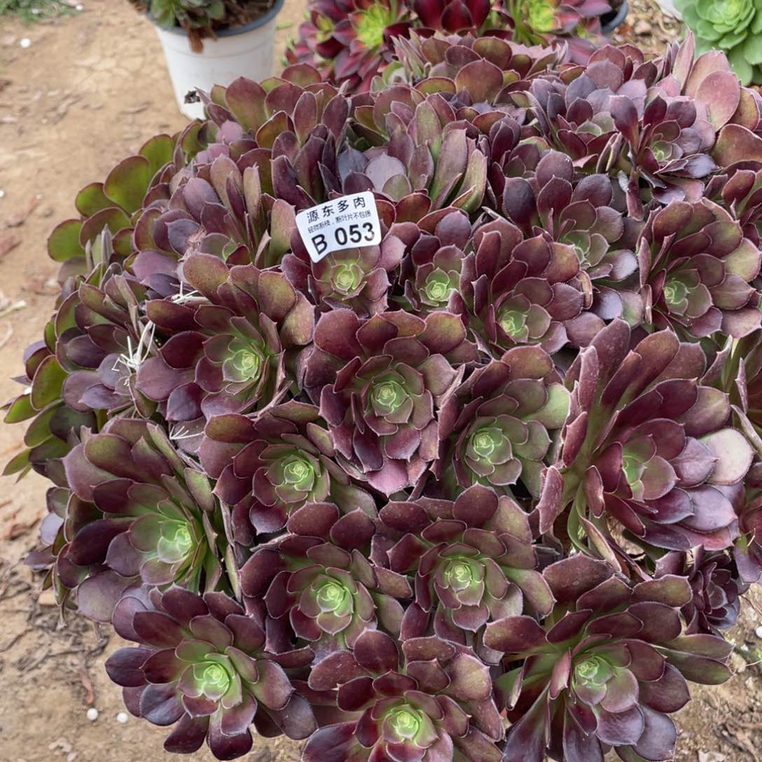 053荷兰多肉法师断枝不包