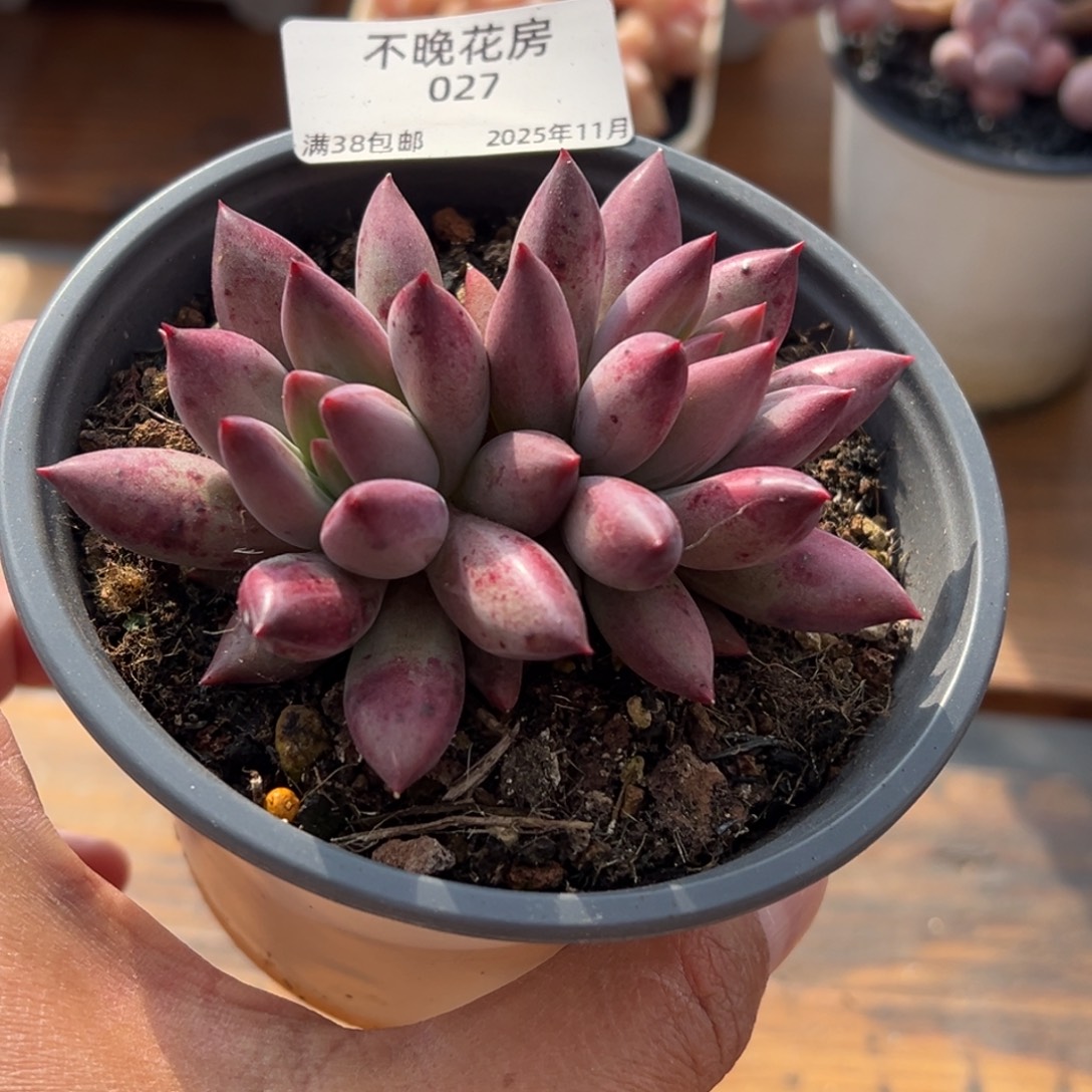 张张精品多肉甄选