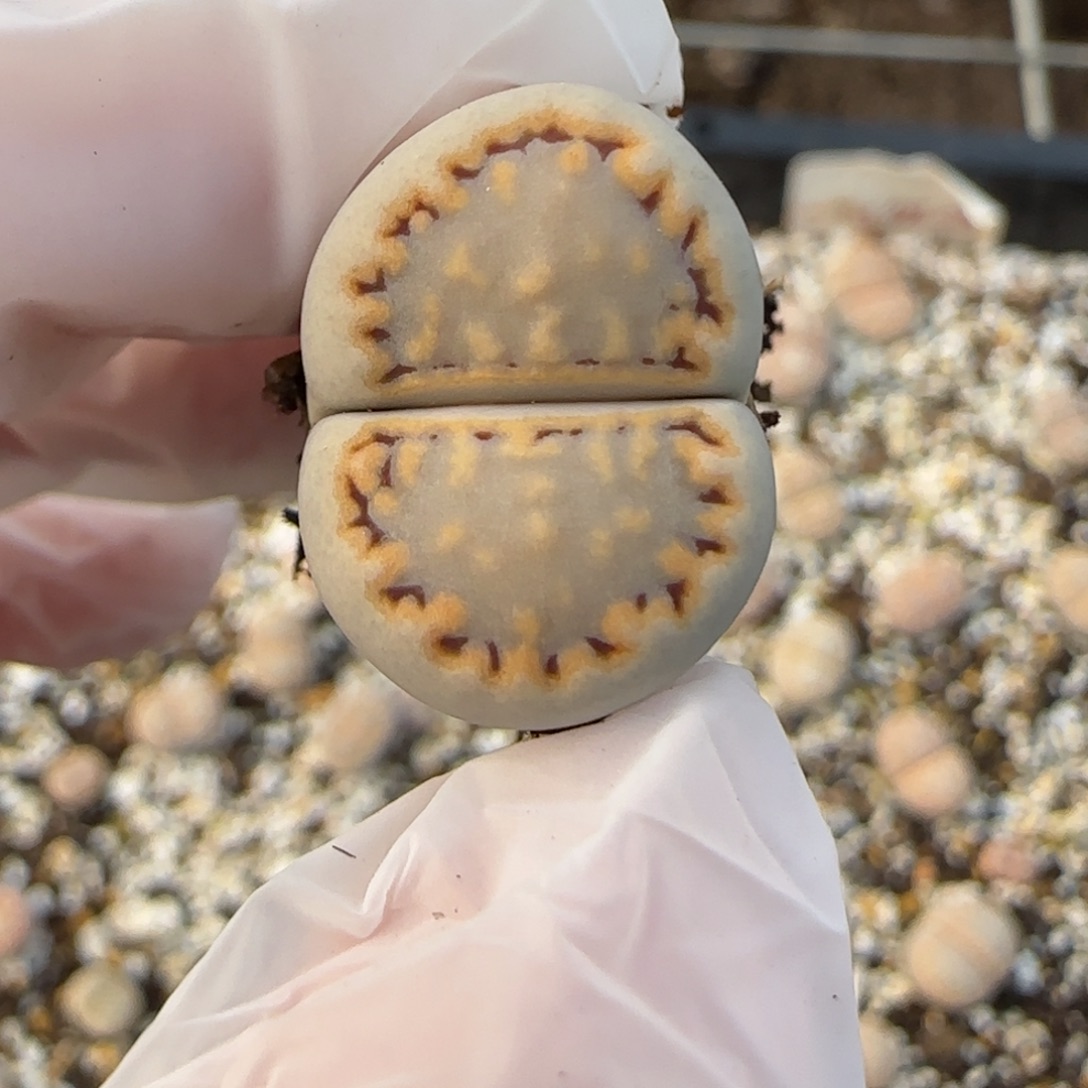 12.20.c216饼干.9016清框福利