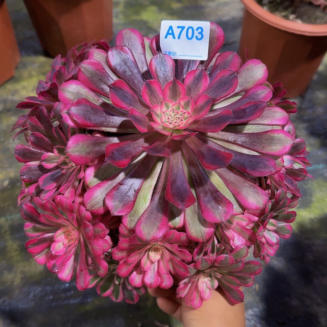 全部花朵703红铜白444冠服25左右