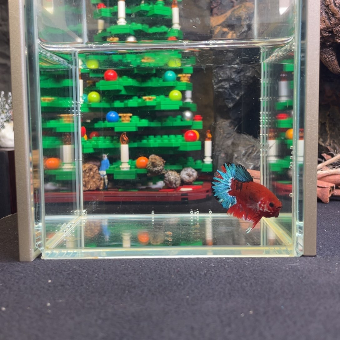 斗鱼十二月十日竞价