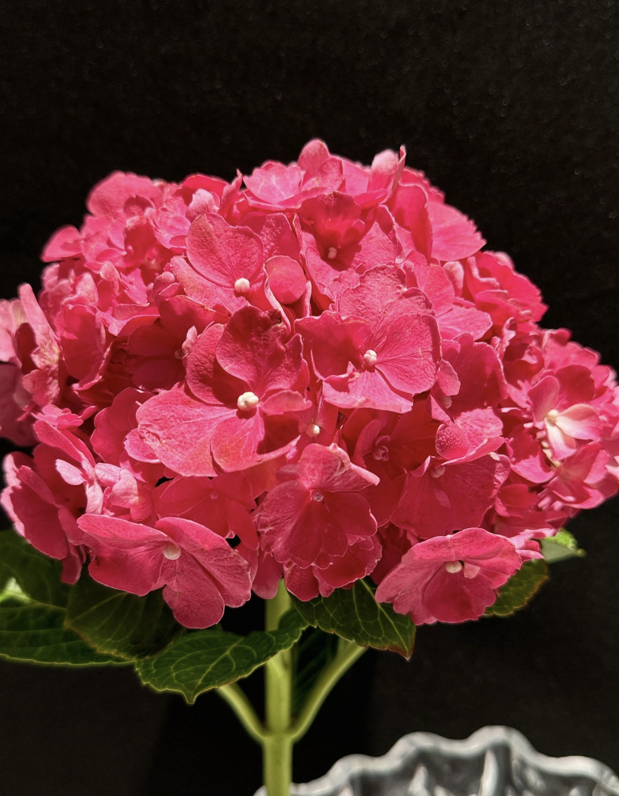 宇辰【5加仑红美人绣球花】盆栽基地直发后期变色 带花带苞发货