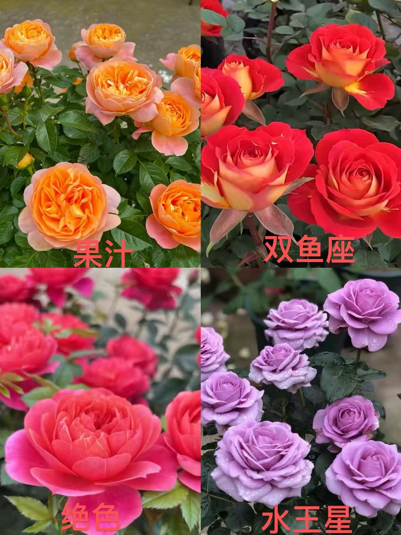 （组合套餐A）月季盆栽 阳台庭院观赏型花卉