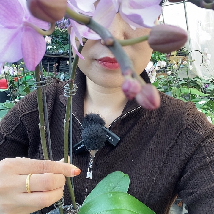 无花朵神仙姐姐蝴蝶兰