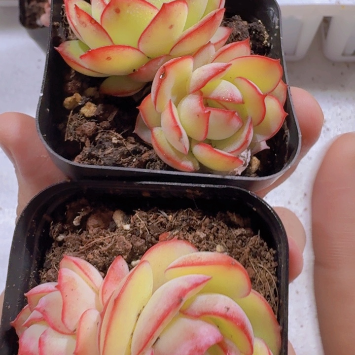 双头韩版牡丹亭一颗