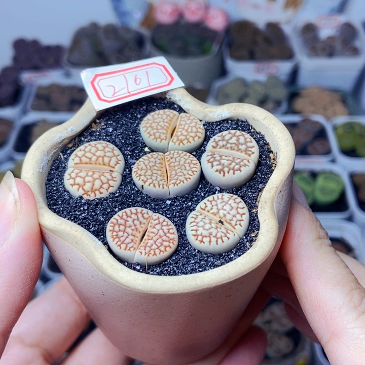 樱桃爱妃们的美肉