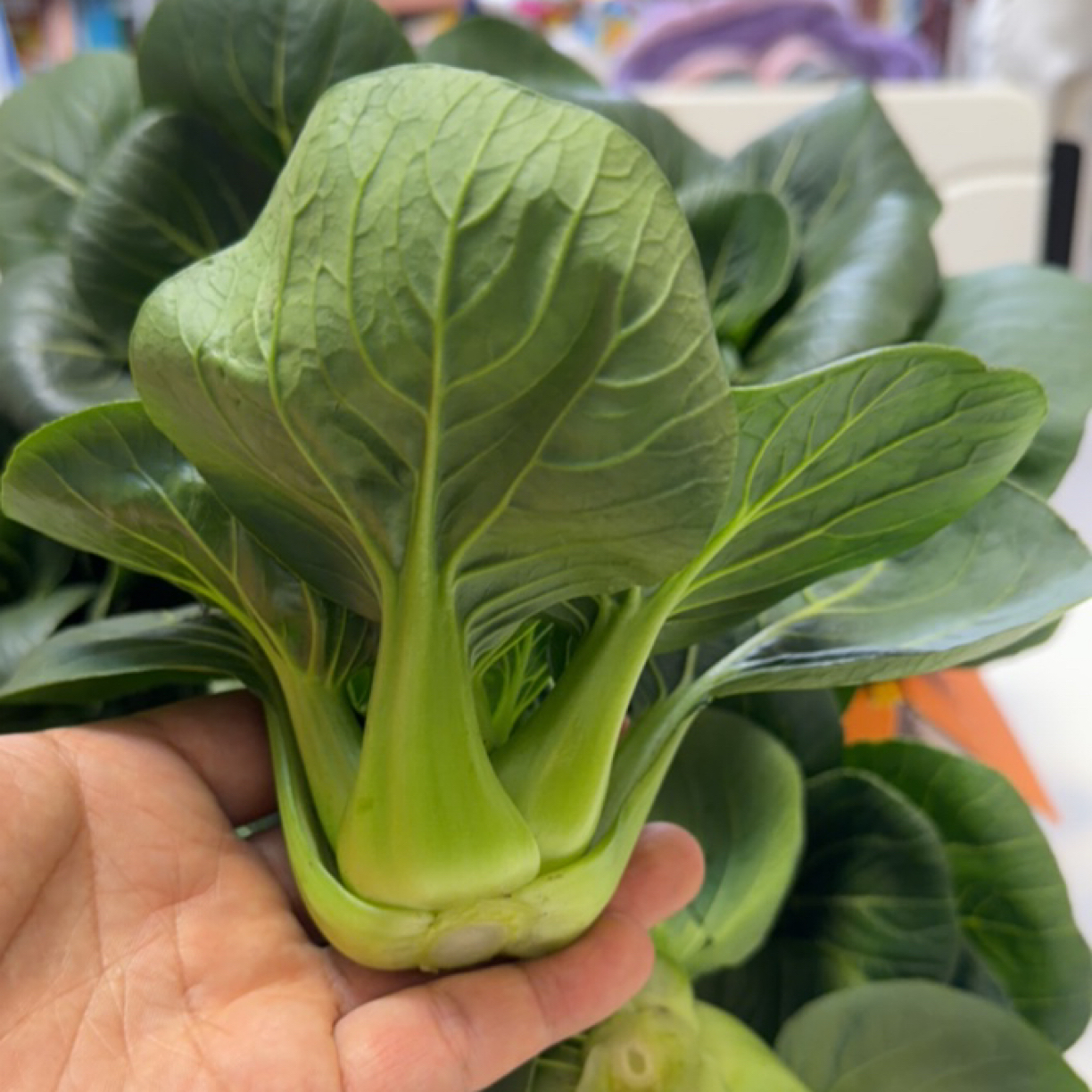 苏北露天小青菜苏州青2斤4斤嫩现摘现发新鲜采摘发货