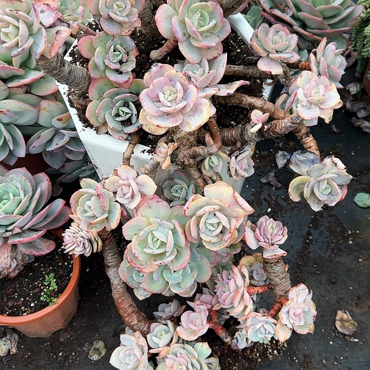 用户5585 两颗血凤