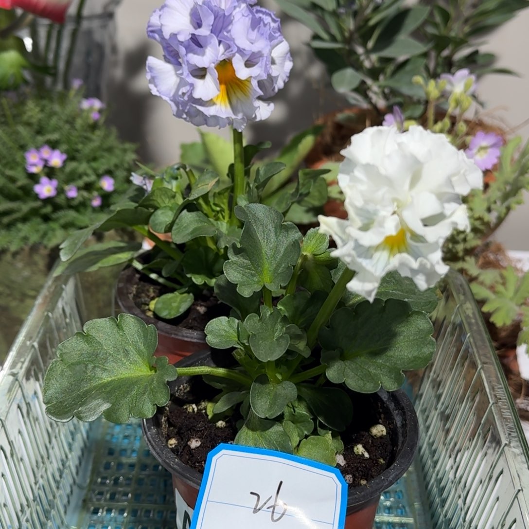 角堇        26号两盆礼服