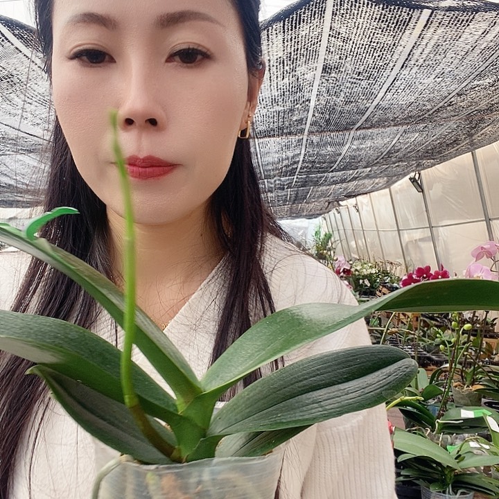 无花朵麒麟蝴蝶兰