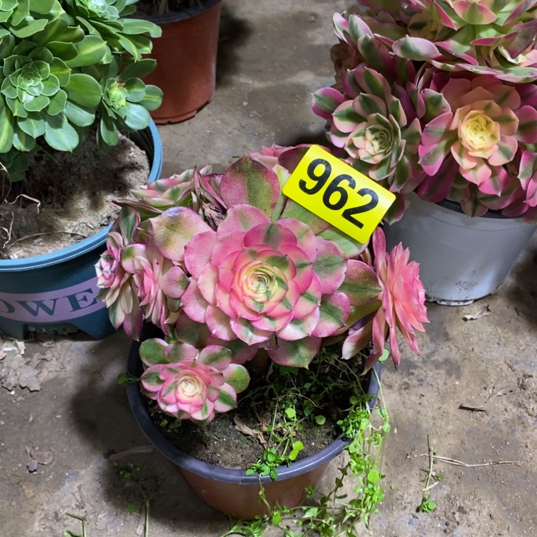 荔枝多肉法师962