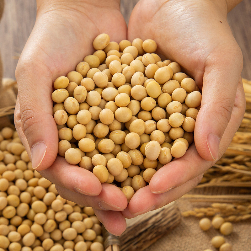 乡村农家自种本地新黄豆
