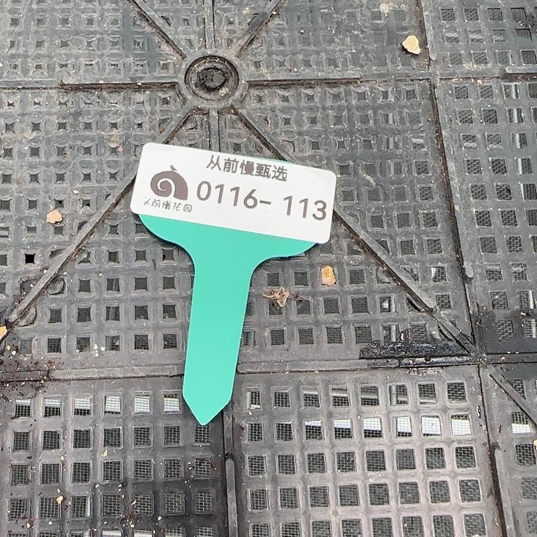 从前慢花园精选多肉编号0116-113