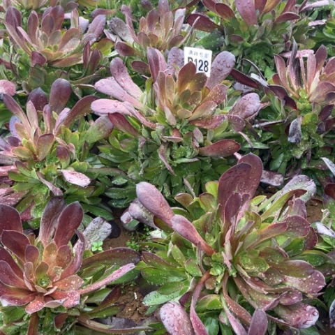 128梅花不包断枝